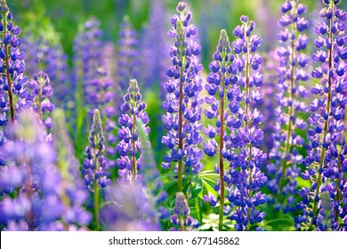 Lupinus, lupin, lupine field with pink purple and blue flowers. Bunch of lupines summer flower background - Powered by Shutterstock