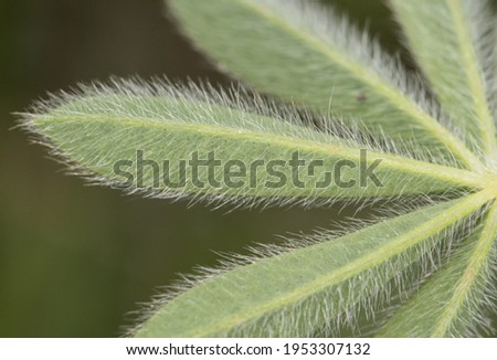 Lupinus micranthus lupine or lupine small legume with intense light blue and white flowers arranged in rods surrounded by hairy, star-shaped leaves flash lighting