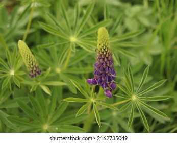 Lupinus, A Perennial Wild-growing Lupine Plant, Grows In Meadows