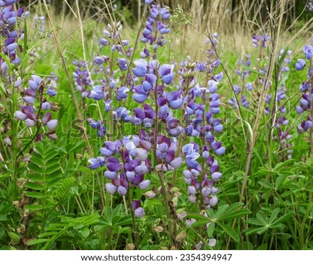 Lupinus perennis (Wild Lupine) Native North American Wildflower