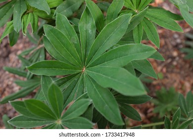 Lupinus Polyphyllus (Bigleaf Lupine), Outdoor Plants 2020