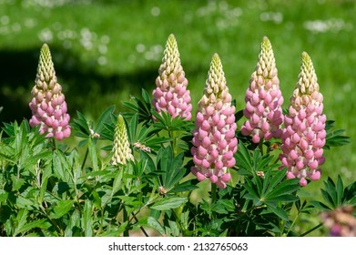 Lupinus polyphyllus large leaved lupine flowers in bloom, white pinke flowering tall ornamental wild plant in sunlight in the garden