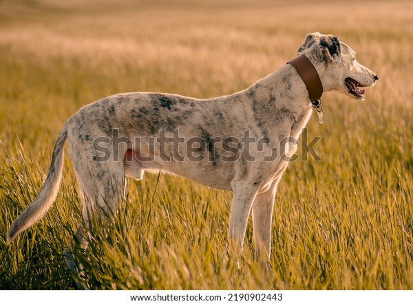 Lurcher dog in long\
grass on summer evening