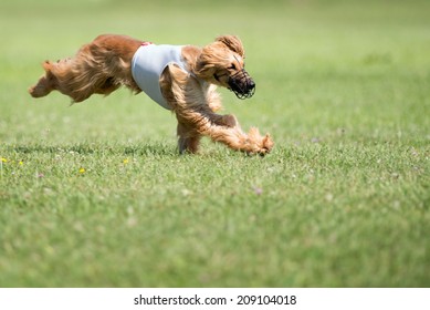 Lure coursing competition