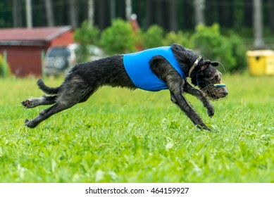 Lure Coursing - Irish Wolfhound