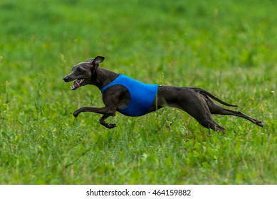 Lure Coursing - Italian Greyhound