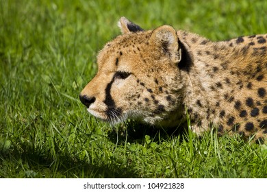 Lurking Cheetah Lying Grass Stock Photo 104921828 | Shutterstock