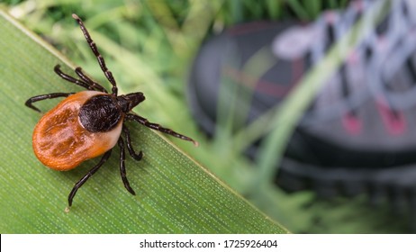 Lurking deer tick and foot in hiking boot on green grass. Ixodes ricinus. Parasitic insect questing on natural leaf over human leg in running shoe. Health risk of tick borne diseases as encephalitis.