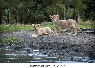 LUSAKA, ZAMBIA - DECEMBER 16, 2012 - Two lions cubs at the shores of a lake in the Zambian capital, Lusaka.