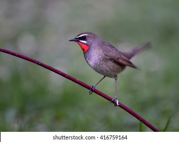 Luscinia Calliope