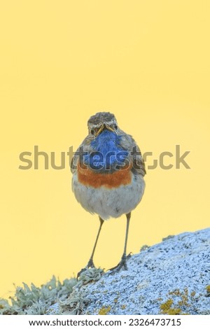 Similar – Bluethroat Ornithology