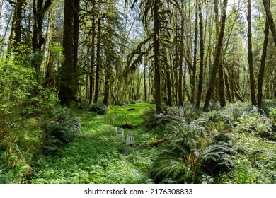 A Luscious Forest Landscape In The PNW