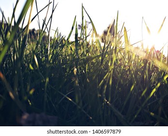 Luscious Grass With The Sunshine