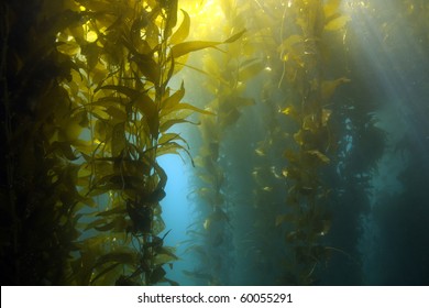 kelp forest plants