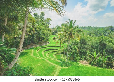The luscious green rice terraces in Bali