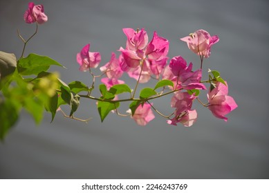 Luscious pink bougainvillea bunch with blur gray background