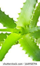 lush aloe vera plant on white background - Shutterstock ID 164958794