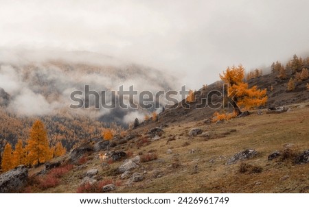 Similar – Image, Stock Photo Majestic Pico Câo Grande rising through the mist