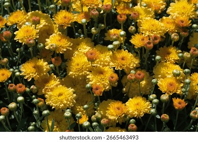 A lush array of blooming yellow chrysanthemums fills the garden with color.