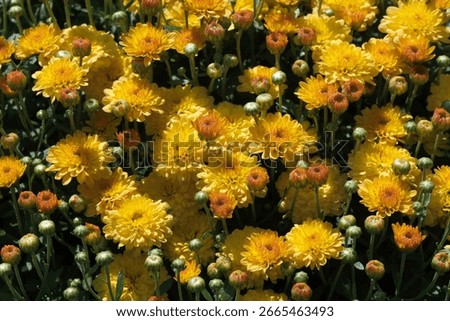 A lush array of blooming yellow chrysanthemums fills the garden with color.
