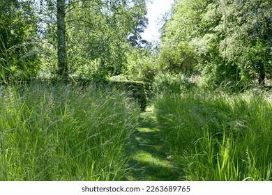 A lush array of grasses swaying in the summer breeze. Tall grass, leaves on trees, a pathway through the grass.