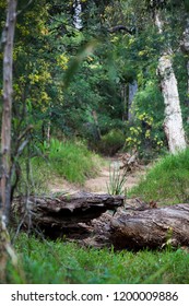 Lush Australian Bush Track With Fallen Tree And Broken Log In White Rock Conservation Park, Ipswich, Queensland