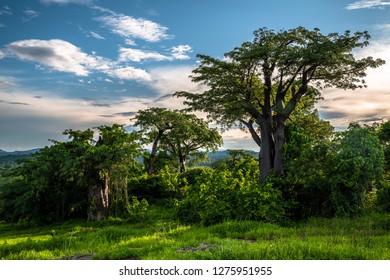Lush baobab trees in the late afternoon sunlight on a hill overlooking Lake Malawi.
