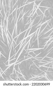 Lush Blades Of Grass Growing In The Garden In A Faded Black And White Monochrome.