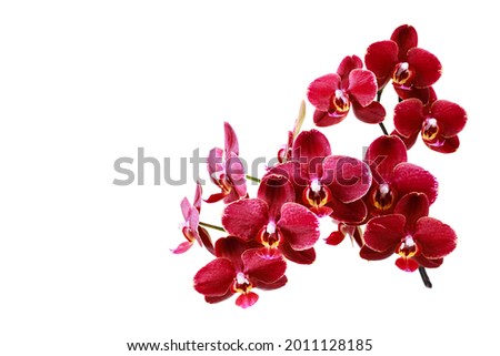 Lush blooming dark red orchid phalaenopsis flowers isolated on white bakground. Floral border with copy space