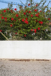 Lush Bush Flourishing With Red Flowers Located Next To A Chain-link Fence That Is Set Against A White Wall, Providing A Stark Contrast That Makes The Red Flowers Stand Out.
