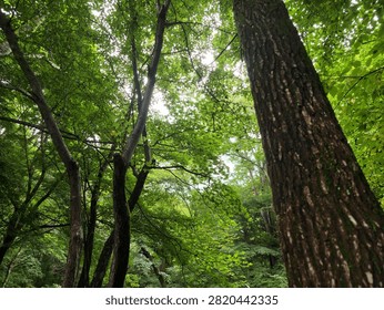 Lush canopy frames a towering tree trunk. Green leaves dance in soft, dappled light. Forest floor hides beneath towering branches. Nature's quiet majesty fills the frame. Ideal for nature, eco