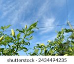 lush cayenne pepper plants against a blue sky background