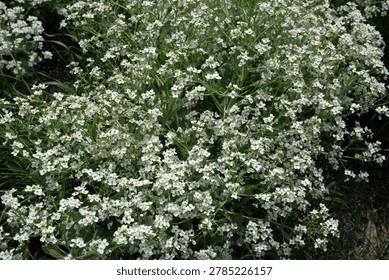 Lush cluster of tiny white flowers thriving in a vibrant spring garden scene.