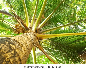 A lush coconut tree viewed from below.