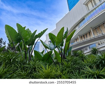 Lush Colocasia esculenta L.(Taro) and ornamental plants againts a modern architectural building under a clear blue sky. Urban nature concept blending greenery with cityscape - Powered by Shutterstock