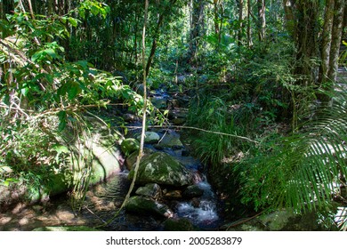 Lush Creek In The Mossman River Gorge