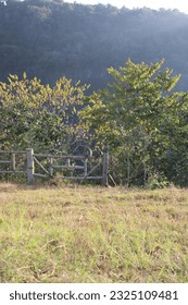 Árboles rizos exuberantes en