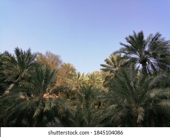 Lush Date Palm Trees Grow In A Desert Oasis In Sharjah Emirate, United Arab Emirates (UAE), In The Arabian Gulf Region Of The Middle East.