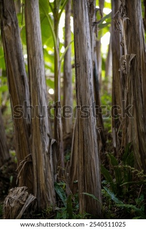 Similar – Image, Stock Photo Canopy of many trees from frog perspective, wide angle