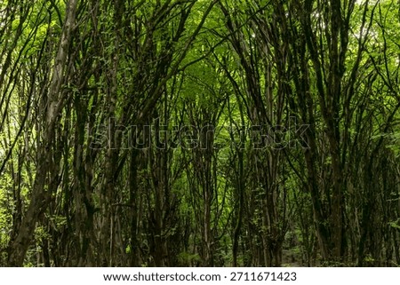 Lush, dense temperate forest canopy in Gorgan, Iran, featuring tall, moss-covered tree trunks reaching toward the bright green sunlight filtering through the vibrant leaves.