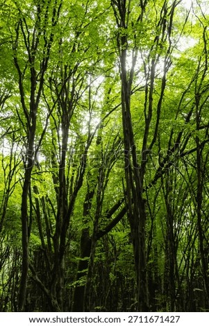 Lush, dense temperate forest canopy in Gorgan, Iran, featuring tall, moss-covered tree trunks reaching toward the bright green sunlight filtering through the vibrant leaves.