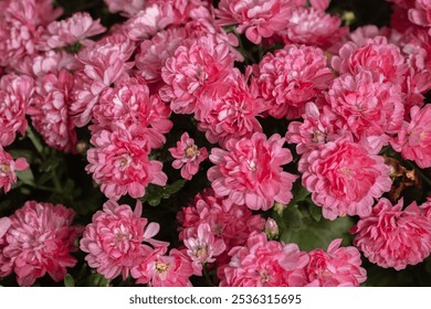 A lush display of pink chrysanthemums fills the garden with vibrant colors. These vibrant blooms create a stunning floral landscape, attracting attention with their rich hues. - Powered by Shutterstock