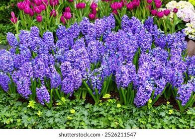 Lush display of purple hyacinths amidst pink tulips and greenery, creating a vibrant floral arrangement. - Powered by Shutterstock