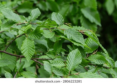 In a lush environment during spring the Carpinus betulus displays its distinct toothed leaves and textured bark emphasizing the beauty of this species.