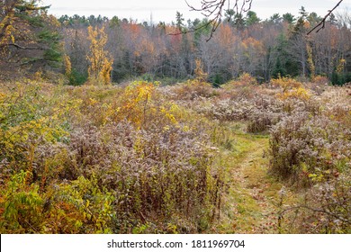 Lush Fall Foliage In Northern New England. 