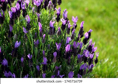 Lush Flower Bed With Lavander Sage Blue And Purple Flower Color Combined With  Yellow Ornamental Grasses Lush Green Color Perennial Flower Bed