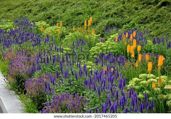 lush flower bed with sage blue\
and purple flower combined with yellow ornamental grasses lush\
green color perennial prairie flower bed in the city, top, drone\
view