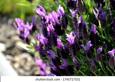 Lush Flower Bed With Sage Lavander Blue And Purple Flower Color Combined With Ornamental Grasses Lush Green Color Perennial Flower Bed