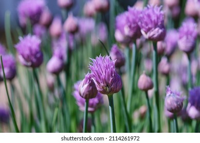 Lush flowering chives with purple buds  in the garden. Wild Chives flower or Flowering Onion,Allium schoenoprasum , Chinese Chives, Schnittlauch, Garlic Chives.Shallow depth of field
 