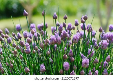 Lush flowering chives with purple buds  in the garden. Wild Chives flower or Flowering Onion, Allium Schoenoprasum , Chinese Chives, Schnittlauch, Garlic Chives. Shallow depth of field